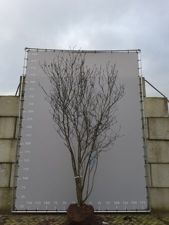 Magnolia soulangeana 350-400 cm draadkluit meerstammig - afbeelding 2