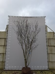 Magnolia soulangeana 350-400 cm draadkluit meerstammig - afbeelding 2