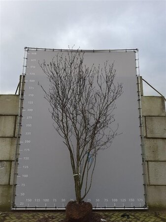 Magnolia soulangeana 350-400 cm draadkluit meerstammig - afbeelding 1