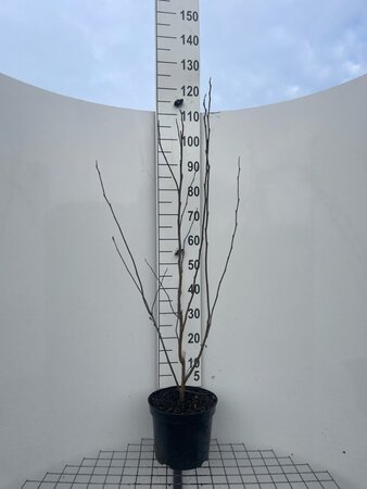 Magnolia st. 'Rosea' 100-125 cm cont. 7,5L - afbeelding 1