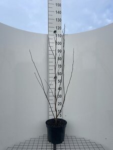 Magnolia st. 'Rosea' 100-125 cm cont. 7,5L - afbeelding 1