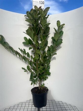 Magnolia st. 'Rosea' 100-125 cm cont. 7,5L - afbeelding 2