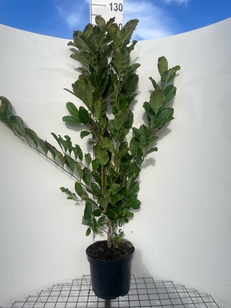 Magnolia st. 'Rosea' 100-125 cm cont. 7,5L - afbeelding 1