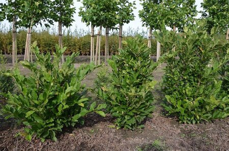 Magnolia st. 'Royal Star' 60-80 cm met kluit