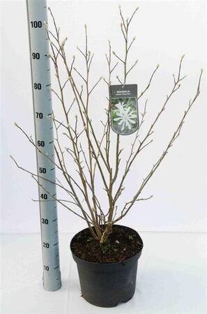 Magnolia st. 'Royal Star' 80-100 cm cont. 7,5L