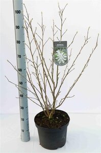 Magnolia st. 'Royal Star' 80-100 cm cont. 7,5L