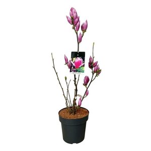 Magnolia soul. 'Satisfaction' 80-100 cm cont. 15L - afbeelding 1