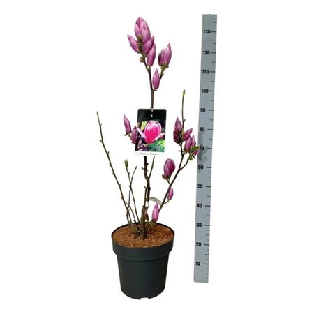 Magnolia soul. 'Satisfaction' 80-100 cm cont. 15L - afbeelding 2
