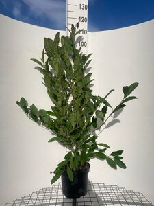 Magnolia stellata 100-125 cm cont. 7,5L