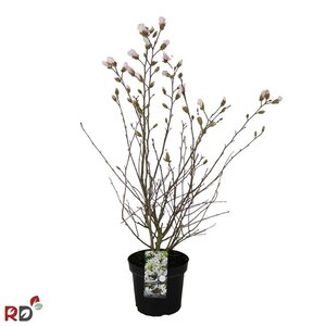 Magnolia stellata 100-125 cm cont. 7,5L