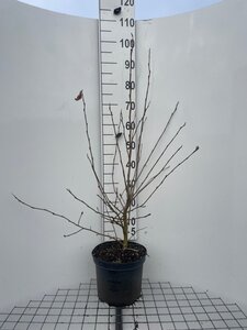 Magnolia stellata 100-125 cm cont. 7,5L - afbeelding 5