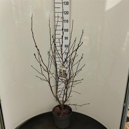 Magnolia stellata 100-125 cm cont. 7,5L - afbeelding 1