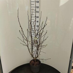 Magnolia stellata 100-125 cm cont. 7,5L - afbeelding 1