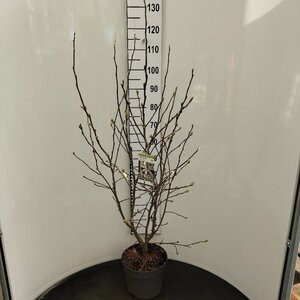 Magnolia stellata 100-125 cm cont. 7,5L - afbeelding 4