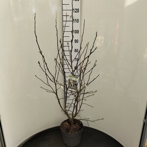 Magnolia stellata 100-125 cm cont. 7,5L - image 3