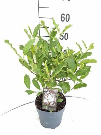 Magnolia stellata 40-50 cm cont. 3,0L - afbeelding 4