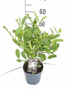 Magnolia stellata 40-50 cm cont. 3,0L - afbeelding 4