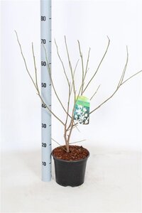 Magnolia stellata 40-50 cm cont. 3,0L