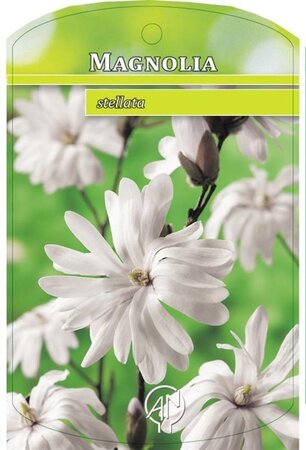 Magnolia stellata 40-50 cm cont. 3,0L - afbeelding 2