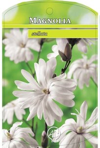 Magnolia stellata 40-50 cm cont. 3,0L - afbeelding 2