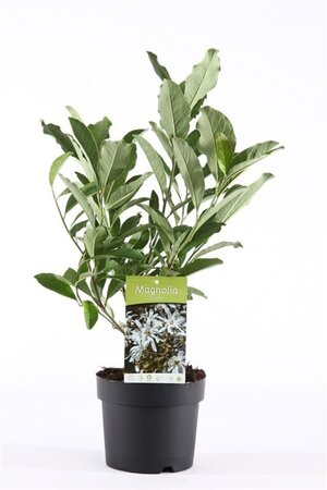 Magnolia stellata 40-50 cm cont. 3,0L - afbeelding 3