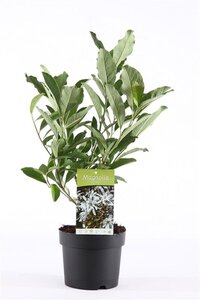 Magnolia stellata 40-50 cm cont. 3,0L - afbeelding 3