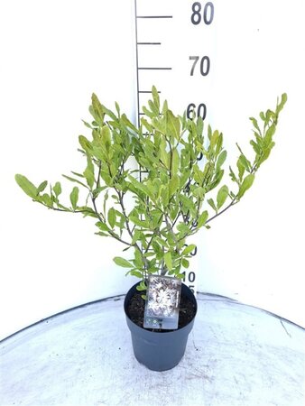 Magnolia stellata 40-50 cm cont. 3,0L - afbeelding 1