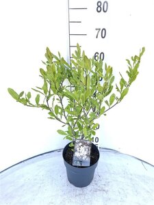 Magnolia stellata 40-50 cm cont. 3,0L - afbeelding 1