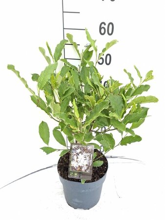 Magnolia stellata 40-50 cm cont. 3,0L - afbeelding 6