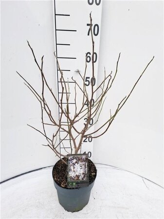 Magnolia stellata 40-50 cm cont. 3,0L - afbeelding 3