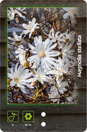 Magnolia stellata 40-50 cm cont. 3,0L - afbeelding 7