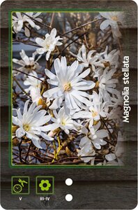 Magnolia stellata 40-50 cm cont. 3,0L - afbeelding 7