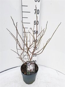 Magnolia stellata 40-50 cm cont. 3,0L - afbeelding 3