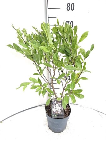 Magnolia stellata 40-50 cm cont. 3,0L - afbeelding 2