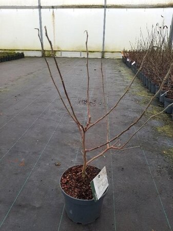 Magnolia stellata 40-50 cm cont. 5,0L - afbeelding 3