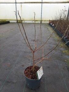 Magnolia stellata 40-50 cm cont. 5,0L - afbeelding 3