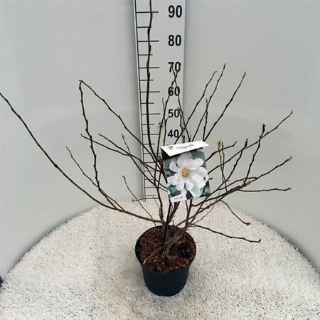 Magnolia stellata 40-50 cm cont. 5,0L - afbeelding 4