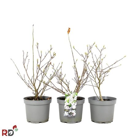 Magnolia stellata 40-50 cm cont. 5,0L - afbeelding 4