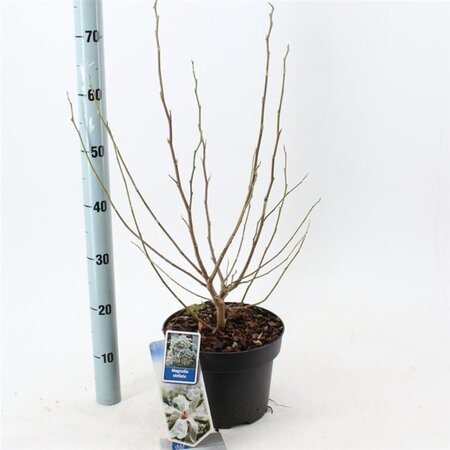 Magnolia stellata 50-60 cm cont. 5,0L - afbeelding 1