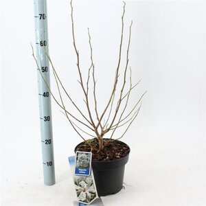 Magnolia stellata 50-60 cm cont. 5,0L