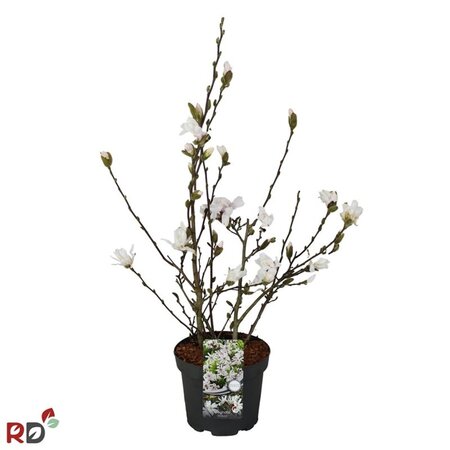 Magnolia stellata 50-60 cm cont. 5,0L - afbeelding 6