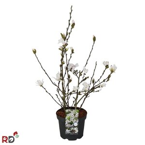 Magnolia stellata 50-60 cm cont. 5,0L - afbeelding 6