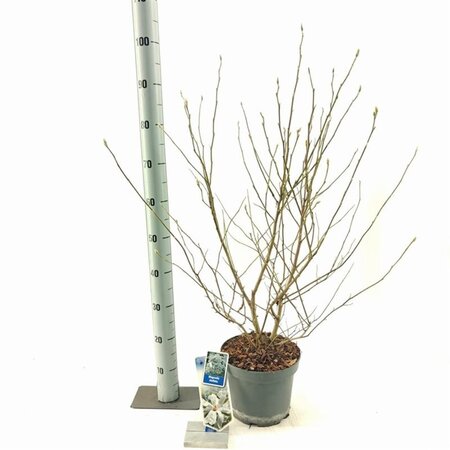 Magnolia stellata 50-60 cm cont. 5,0L - afbeelding 5
