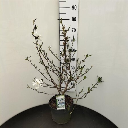 Magnolia stellata 60-80 cm cont. 7,5L - afbeelding 2