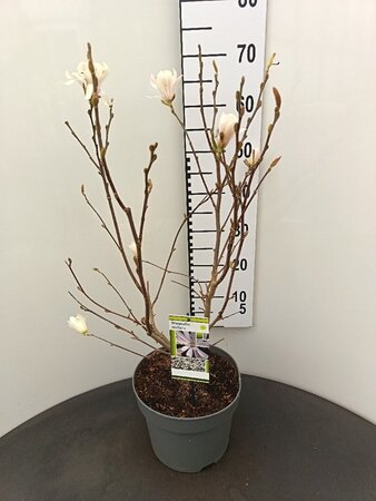Magnolia stellata 60-80 cm cont. 7,5L - afbeelding 2