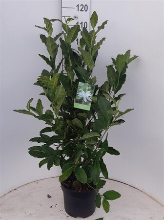 Magnolia stellata 60-80 cm cont. 7,5L - afbeelding 1