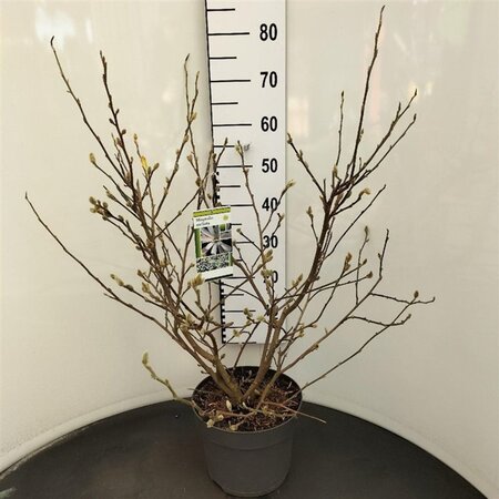 Magnolia stellata 60-80 cm cont. 7,5L - afbeelding 1