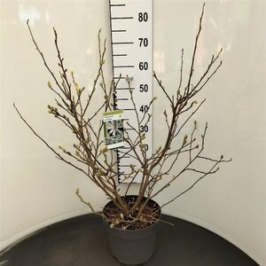 Magnolia stellata 60-80 cm cont. 7,5L - afbeelding 1