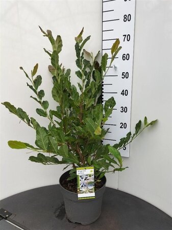 Magnolia stellata 60-80 cm cont. 7,5L - afbeelding 3