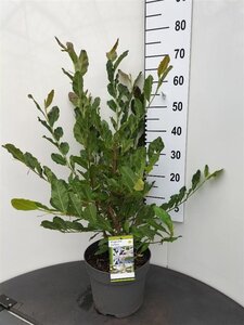 Magnolia stellata 60-80 cm cont. 7,5L - afbeelding 3